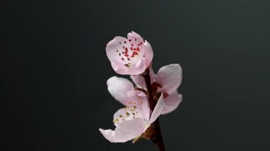 Siyah arkaplanda sakura çiçeklerinin videosu