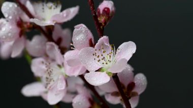 Siyah arkaplanda sakura çiçeklerinin videosu