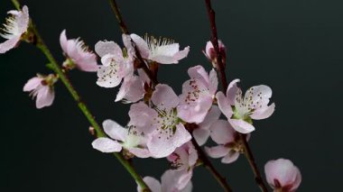 Siyah arkaplanda sakura çiçeklerinin videosu