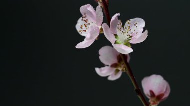 Siyah arkaplanda sakura çiçeklerinin videosu