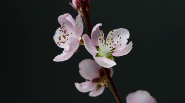 Siyah arkaplanda sakura çiçeklerinin videosu