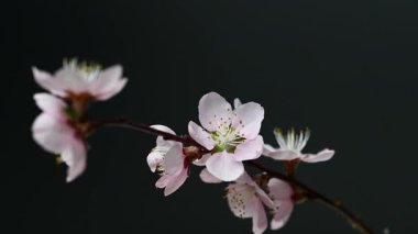 Siyah arkaplanda sakura çiçeklerinin videosu