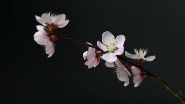 Siyah arkaplanda sakura çiçeklerinin videosu