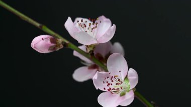 Siyah arkaplanda sakura çiçeklerinin videosu