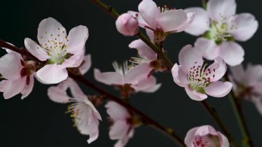Siyah arkaplanda sakura çiçeklerinin videosu