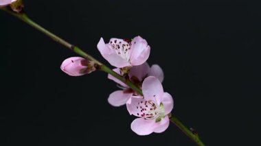 Siyah arkaplanda sakura çiçeklerinin videosu