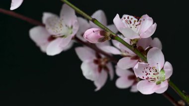 Siyah arkaplanda sakura çiçeklerinin videosu