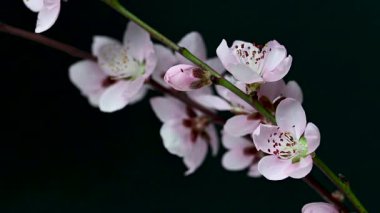 Siyah arkaplanda sakura çiçeklerinin videosu