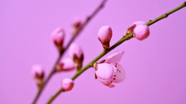 Pembe kiraz çiçeği. Yaklaş.