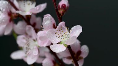 Siyah arkaplanda sakura çiçeklerinin videosu