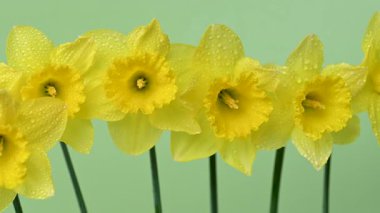 Güzel sarı nergislerin videosu.