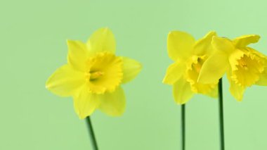 Güzel sarı nergislerin videosu.