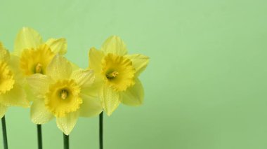 Güzel sarı nergislerin videosu.