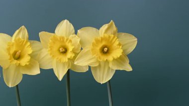 Güzel sarı nergislerin videosu.