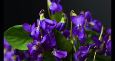 Güzel orman menekşelerinin yakın plan videosu.