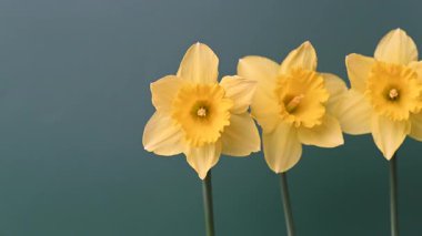 Güzel sarı nergislerin videosu.