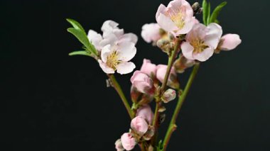 Kiraz çiçeklerinin zamanı yaklaşıyor.