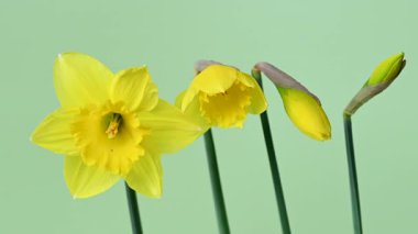 Güzel sarı nergislerin videosu.