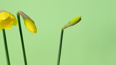 Güzel sarı nergislerin videosu.