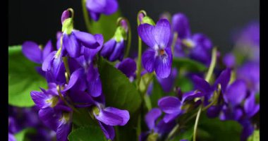 Güzel orman menekşelerinin yakın plan videosu.