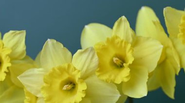 Güzel sarı nergislerin videosu.