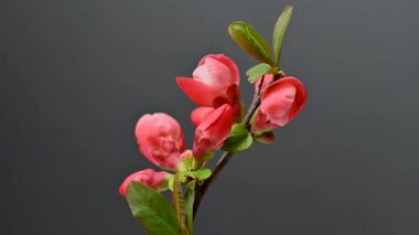 Çin ayva çiçeklerinin zamanı yaklaşıyor.