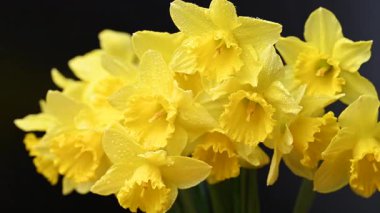 Siyah arka planda sarı nergisler