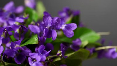 Siyah arka planda sarı nergisler