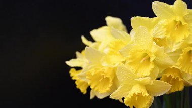 Siyah arka planda sarı nergisler