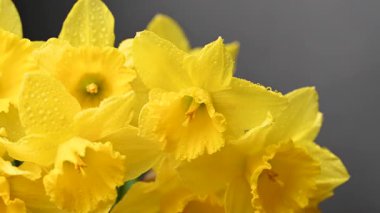 Siyah arka planda sarı nergisler