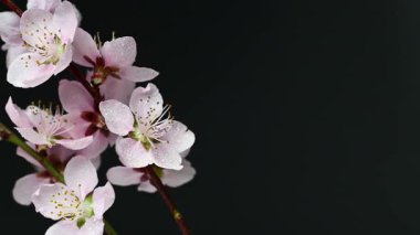 Siyah arkaplanda sakura çiçeklerinin videosu