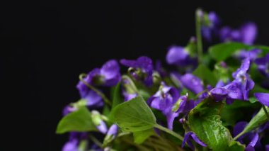 Güzel orman menekşelerinin yakın plan videosu.