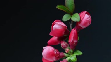 Çin ayva çiçekleri yaklaşıyor.