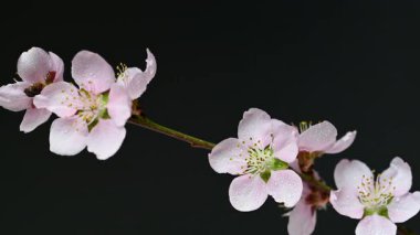 Siyah arkaplanda sakura çiçeklerinin videosu