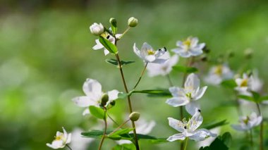 Ormanda güzel bahar çiçekleri