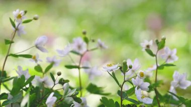 Ormanda güzel bahar çiçekleri
