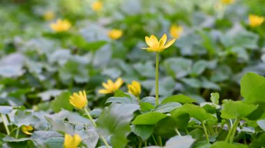 Ormanda sarı çiçekli güzel bahar çiçekleri