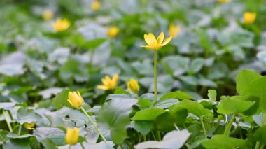 Ormanda sarı çiçekli güzel bahar çiçekleri