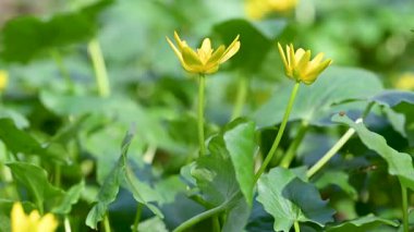 Ormanda sarı çiçekli güzel bahar çiçekleri