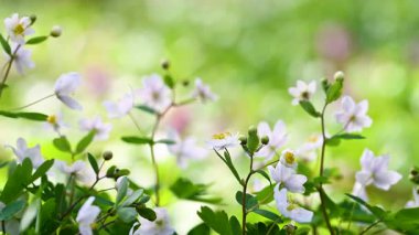 Ormanda güzel bahar çiçekleri