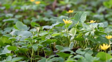 Ormanda sarı çiçekli güzel bahar çiçekleri