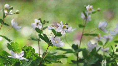 Ormanda güzel bahar çiçekleri