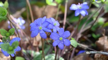 Ormanda güzel bahar çiçekleri Hepatica nobilis