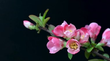 Çin ayva çiçekleri yaklaşıyor.