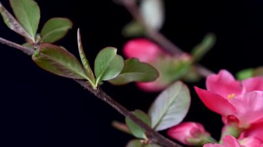 Çin ayva çiçekleri yaklaşıyor.