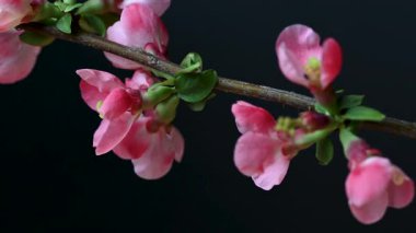Çin ayva çiçekleri yaklaşıyor.