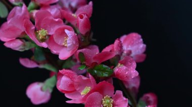 Çin ayva çiçekleri yaklaşıyor.