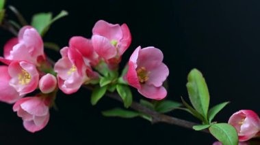 Çin ayva çiçekleri yaklaşıyor.