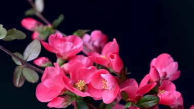 Çin ayva çiçekleri yaklaşıyor.