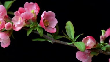 Çin ayva çiçekleri yaklaşıyor.